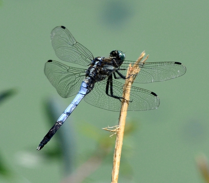 E ci riprovo con Orthetrum - Orthetrum albistylum